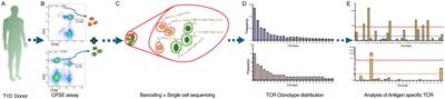 A minority of proliferating human CD4+ T cells in antigen-driven proliferation assays are antigen specific